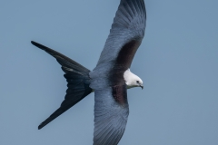 Swallow-tailed-Kite_850_8331