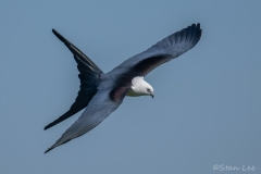 Swallow-tailed-Kite_850_8332