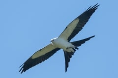 Swallow-tailed Kite_850_8694