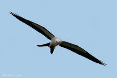 Swallow-tailed-Kite_850_9443