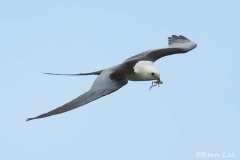 Swallow-tailed-Kite_850_9455