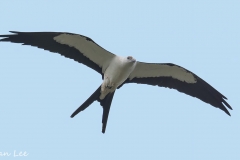 Swallow-tailed-Kite_850_9589