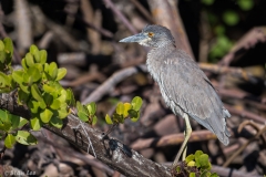 Yellow-crowned Night Heron (juvenile)_D5S_5122