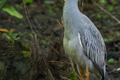 Yellow-crowned Night HeronD58_9813